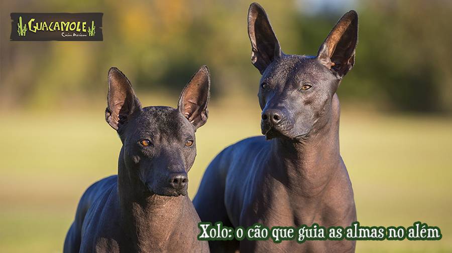 Xolo: o cão que guia as almas no além